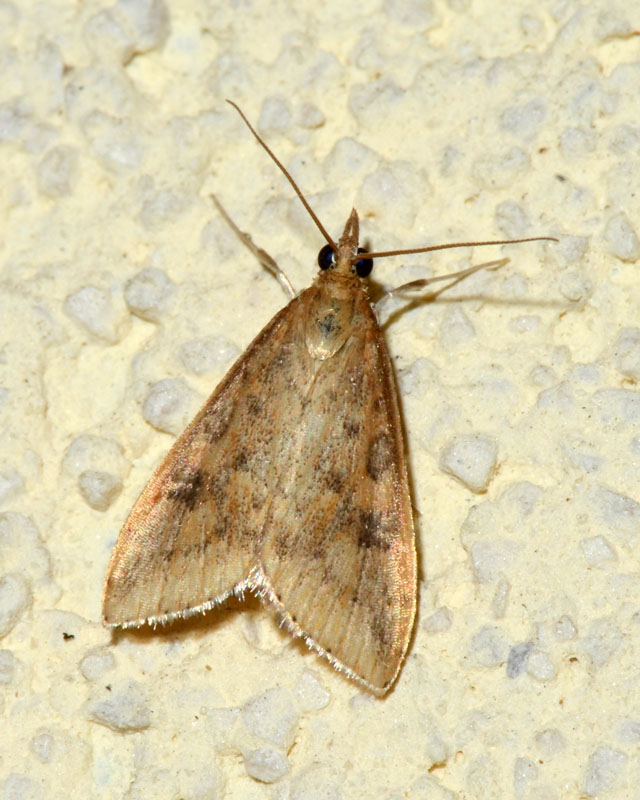 Crambidae da determinare